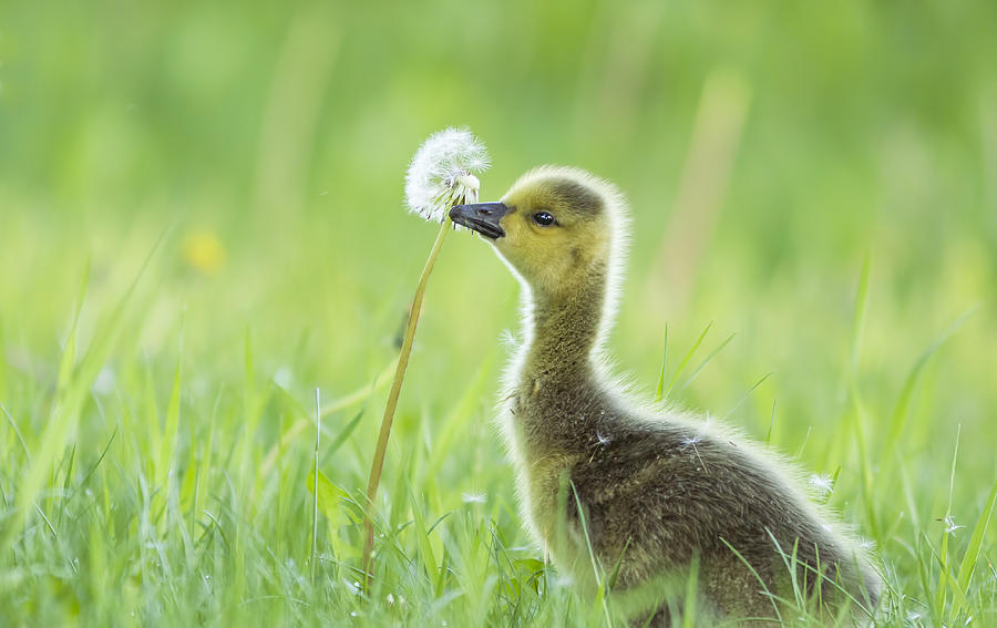 Gosling with Dandelion Photograph by Mircea Costina Photography