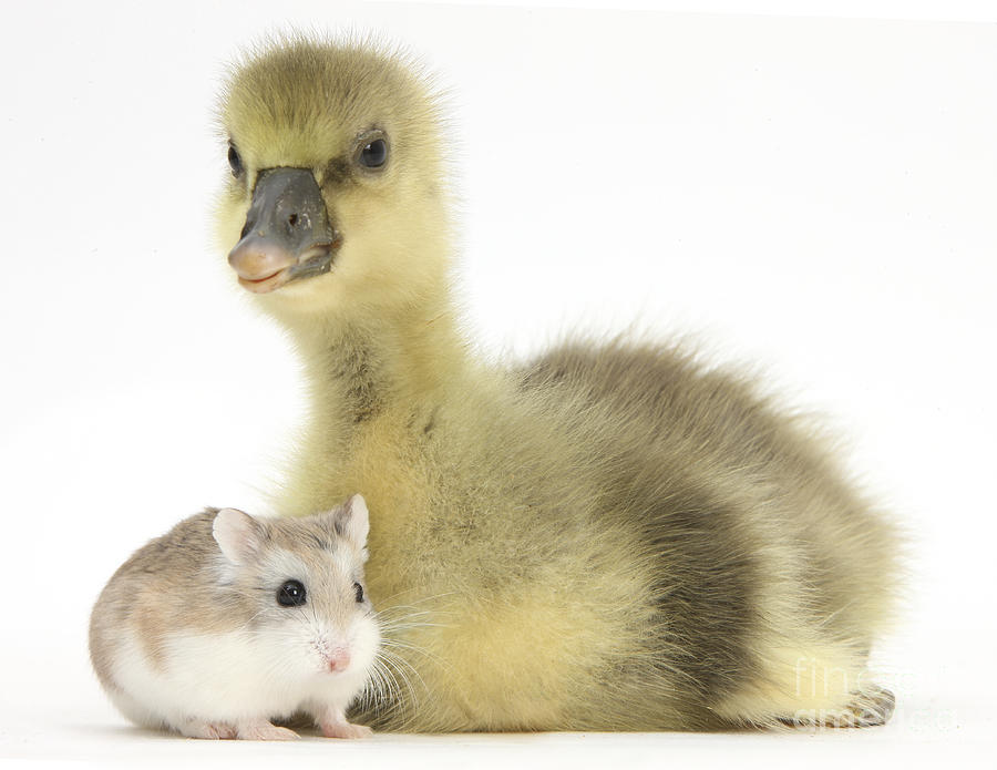 Gosling With Roborovski Hamster Photograph by Mark Taylor