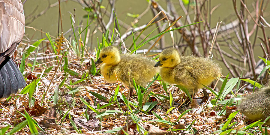 Goose Photograph - Little Ones by Betsy Knapp