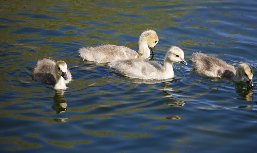 Goose Photograph - Goslings by Fran Riley