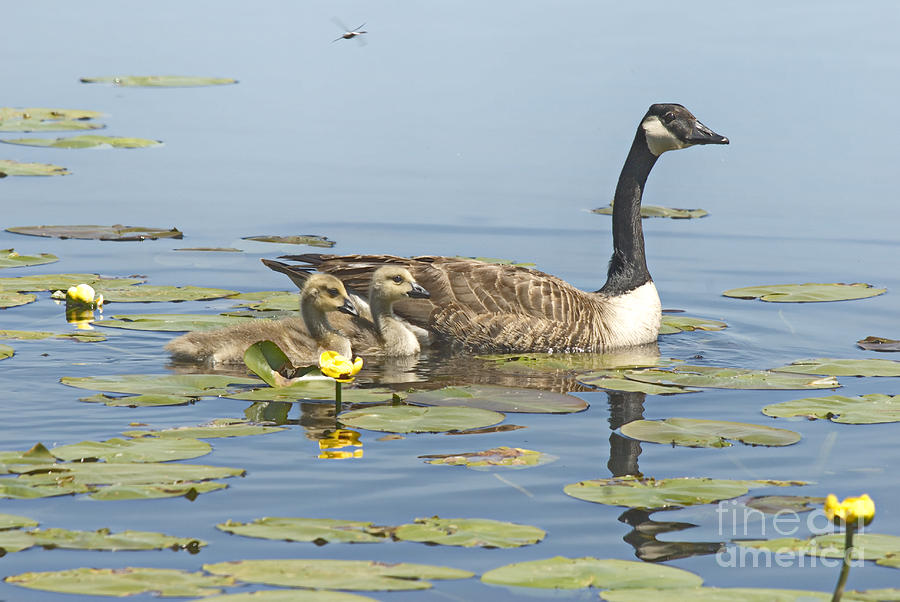 Goslings Life at the Marsh Photograph by Andrea Kollo