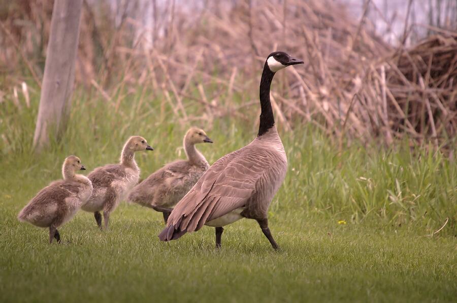 Goslings On A Walk Photograph by Jeff Swan