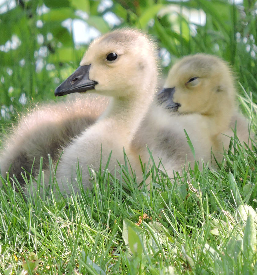 Goslings by Peg Toliver Goslings by Peg Toliver