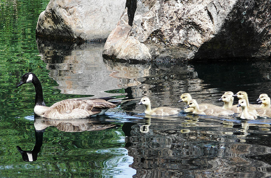 Goslings Reflection Photograph by Abram House