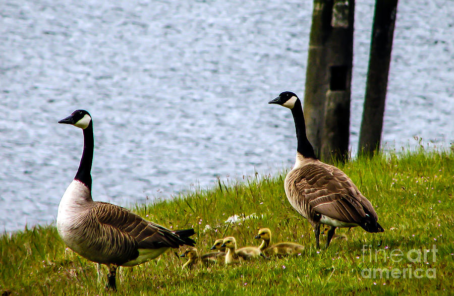 Feather Photograph - Goslings by Robert Bales