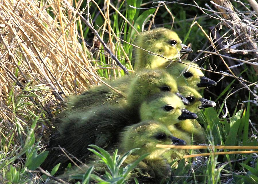 Goslings Photograph by Roxie Crouch