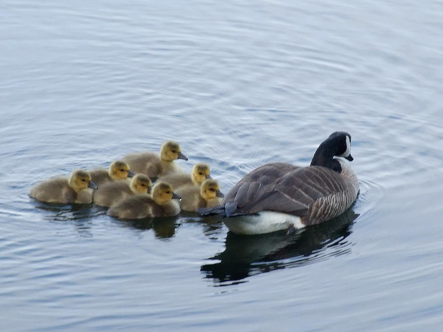 Goslings Photograph by Will LaVigne