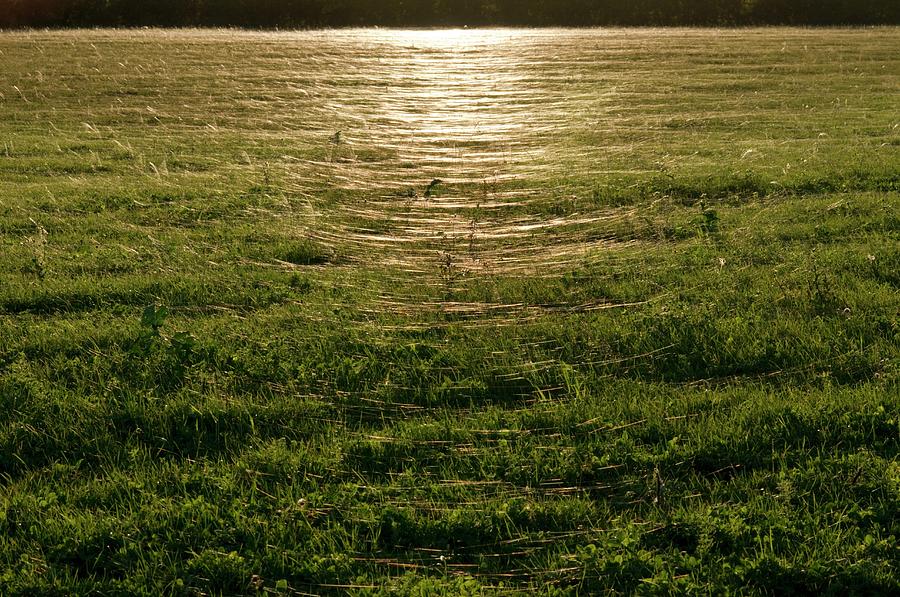 Gossamer Spider Webs In A Field Photograph by Dr. John Brackenbury/science Photo Library