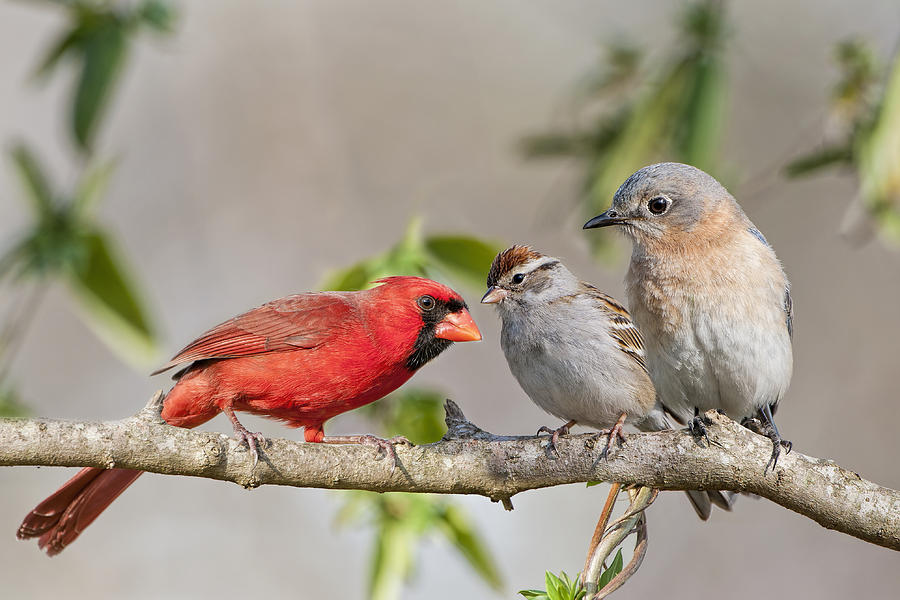 Bird Photograph - Gossip Session by Bonnie Barry