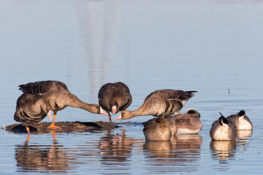 Goose Photograph - Gossiping Geese by Kathleen Bishop