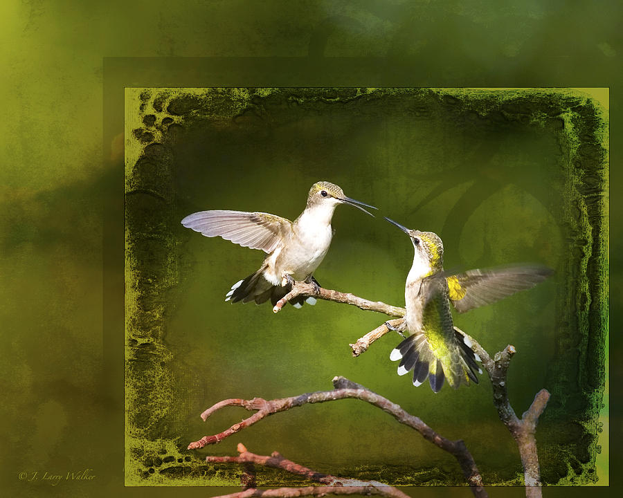 Gossiping Hummingbirds Digital Art by J Larry Walker
