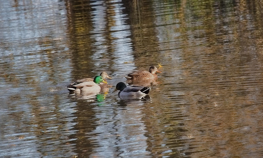 gossiping IMP-Mallard ducks in conversation Photograph by Leif Sohlman