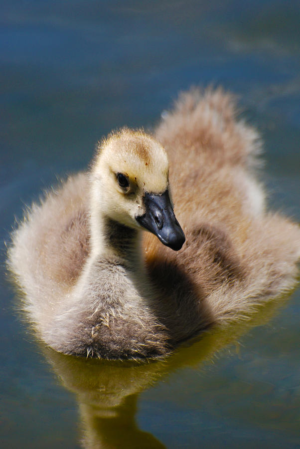 Gossling floating Photograph by Kimberley Anglesey - Fine Art America