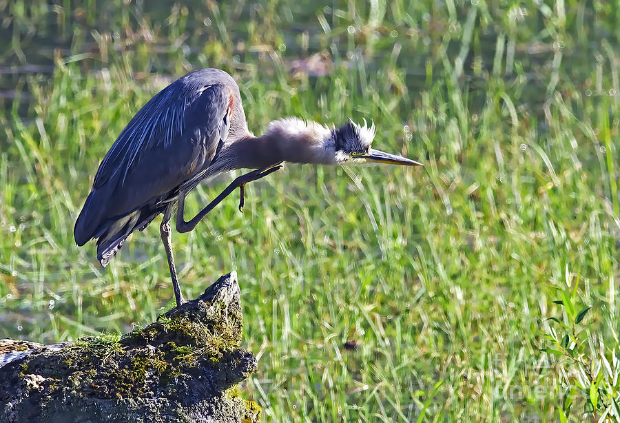 Heron Photograph - Got an Itch 4 by Sharon Talson