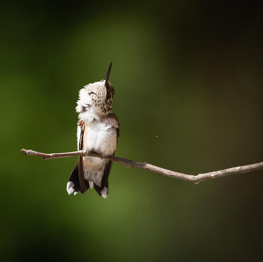 Hummingbird Photograph - Got an Itch by Christy Cox