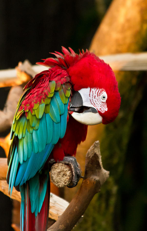 Got an itch  Greenwing Macaw Photograph by Eti Reid