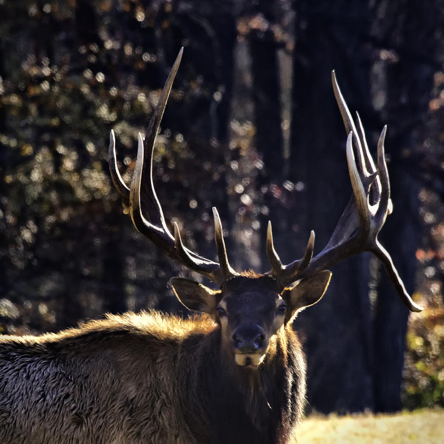 Got Antlers? Photograph by Michael Dougherty