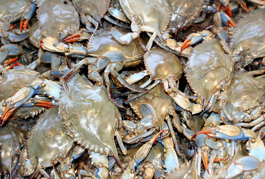 Blue Claw Crabs Photograph by Bob Slitzan