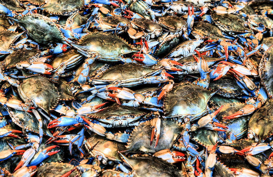 Crab Photograph - Got Crabs by JC Findley