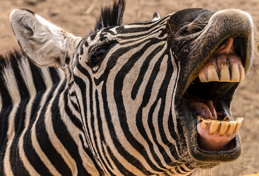 Wildlife Photograph - Got Dental? by Mark Myhaver