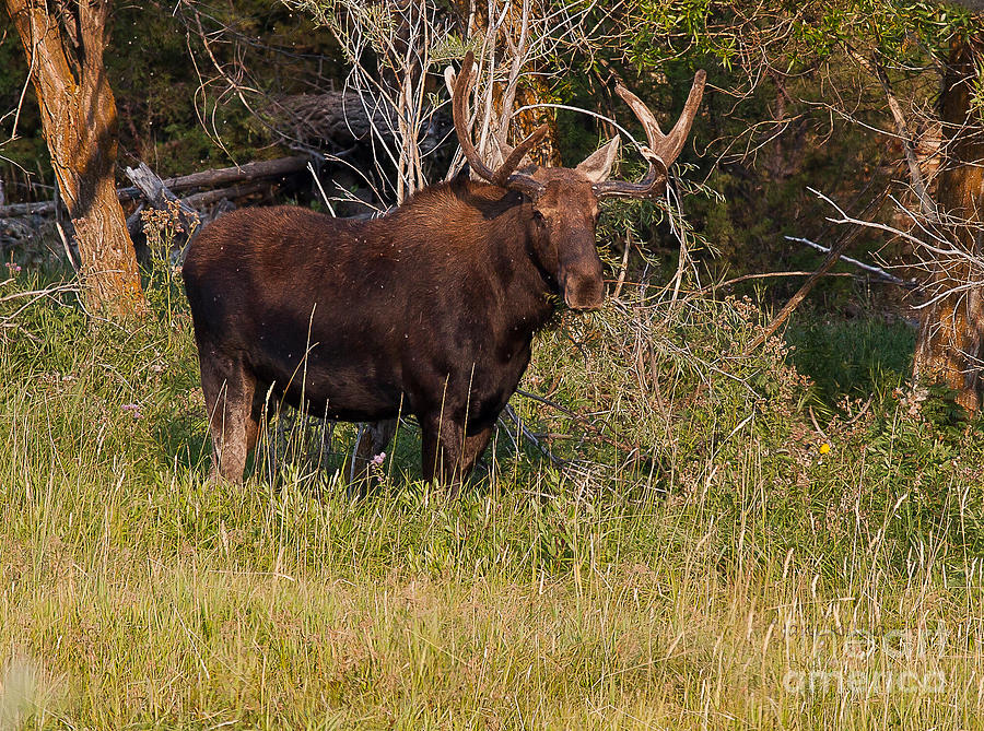 Got Moose Photograph by Jan Killian
