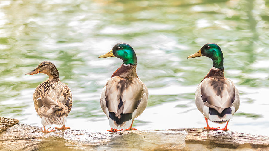 Got my ducks in a row Photograph by Keith Allen