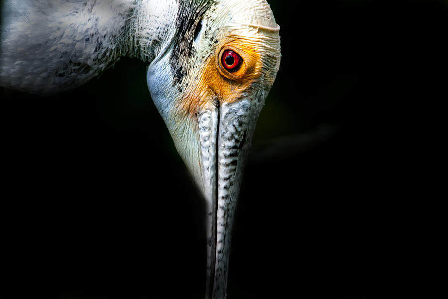 Got My Eye On You Photograph by Ghostwinds Photography