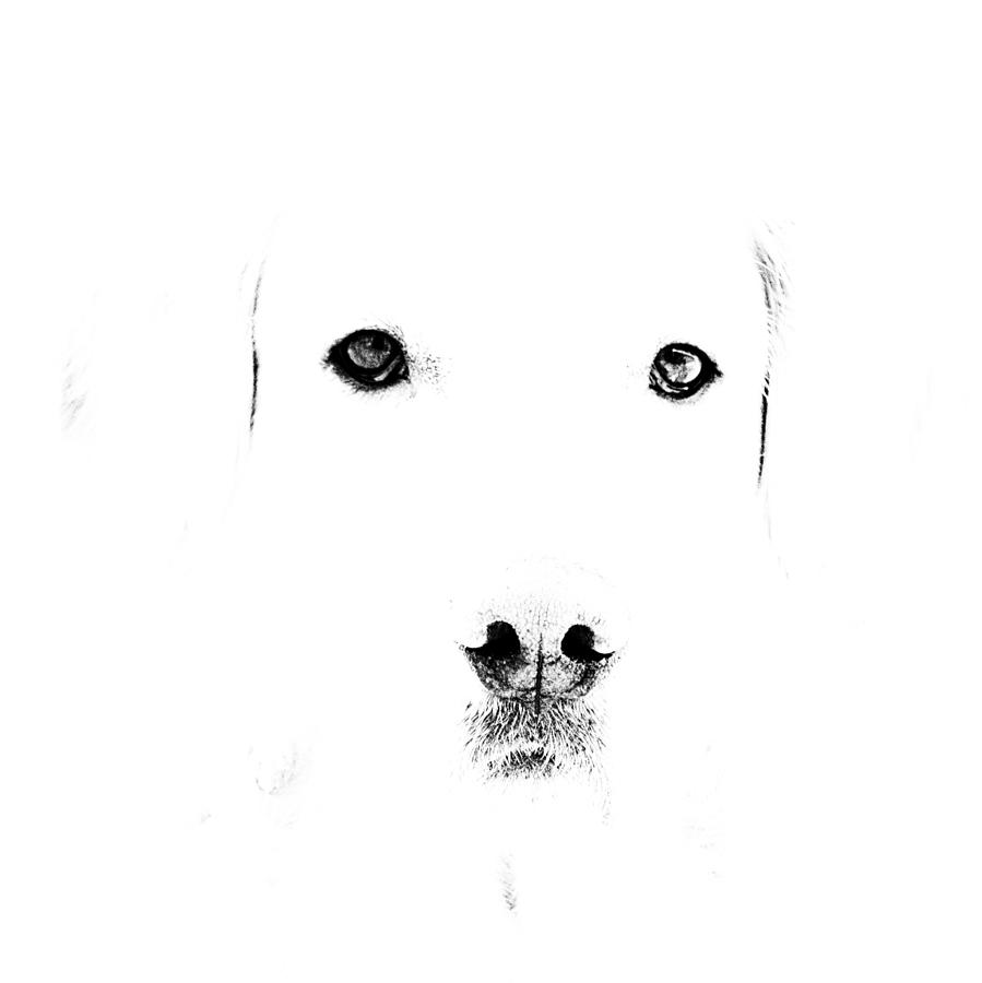 Dog face Photograph by Mike Santis