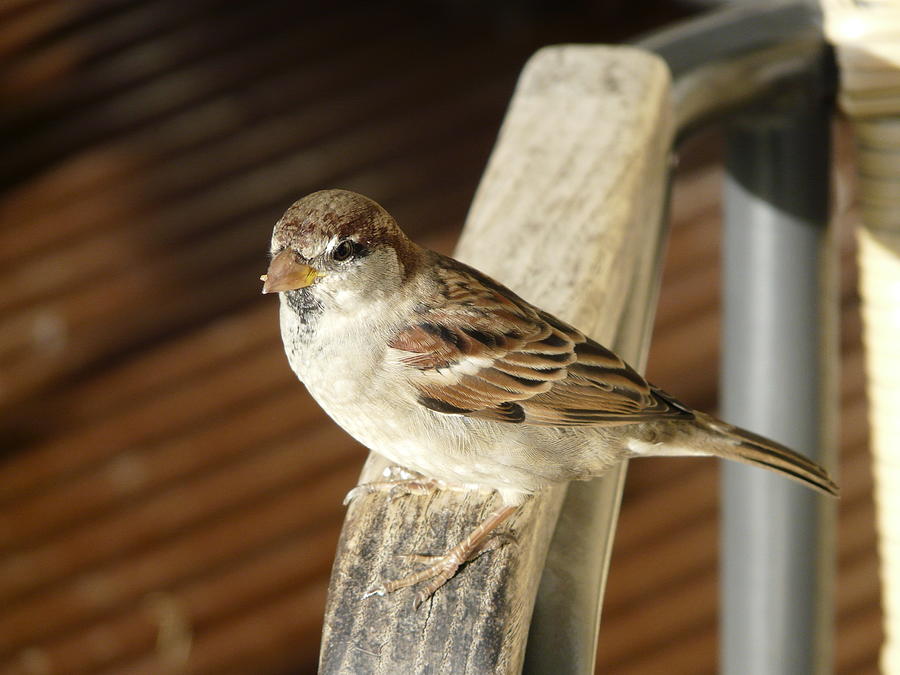 Sparrow Photograph - Got Some More by Valerie Ornstein