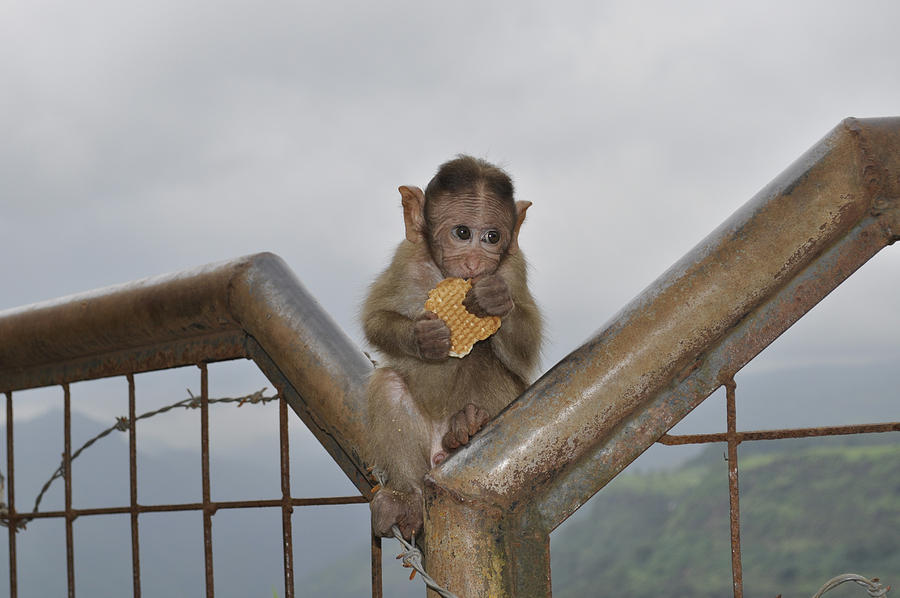 Monkey Photograph - Got the Cookie by Bliss Of Art
