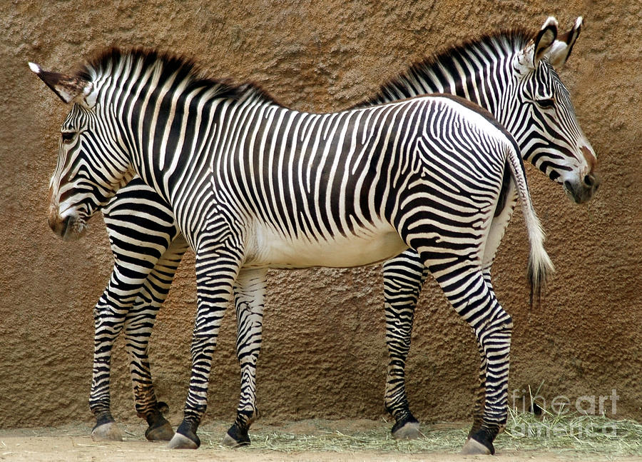 Zebra Photograph - Got Your Back by Dan Holm