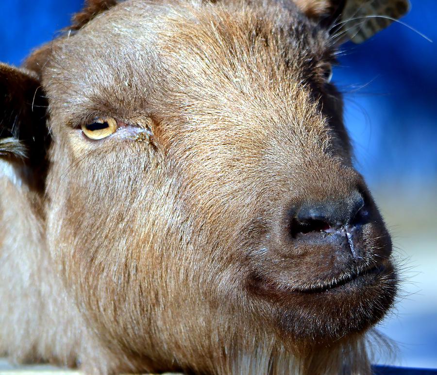 Got Your Goat Photograph by Deena Stoddard