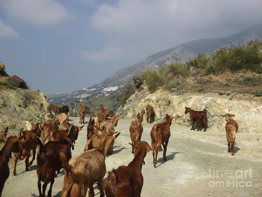 Goats near Mijas Photograph by Chani Demuijlder