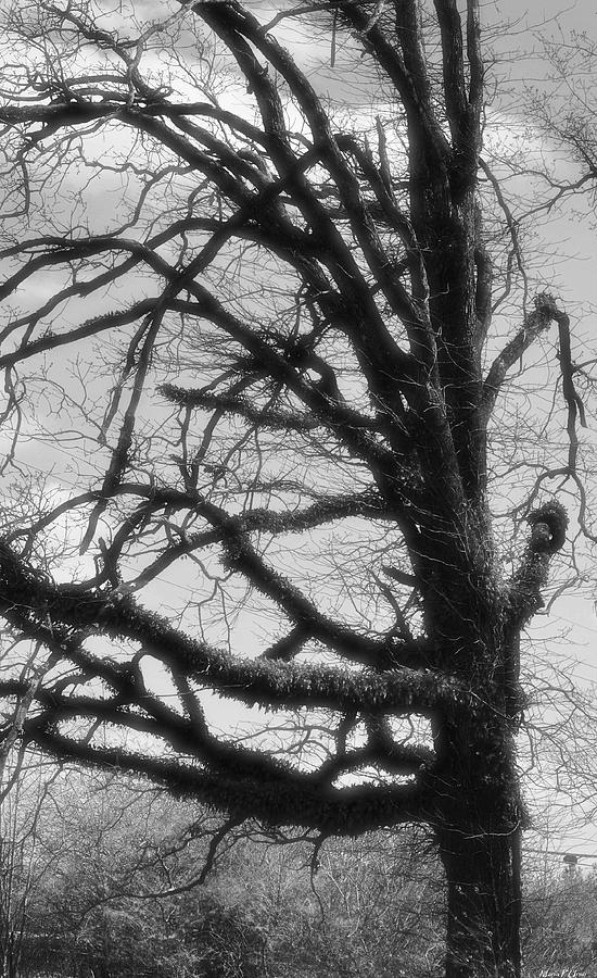 Gothic Oak Photograph by Maria Urso