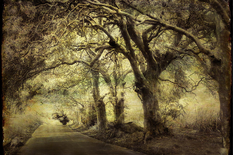 Tree Photograph - Gothic Road by Jenny Rainbow