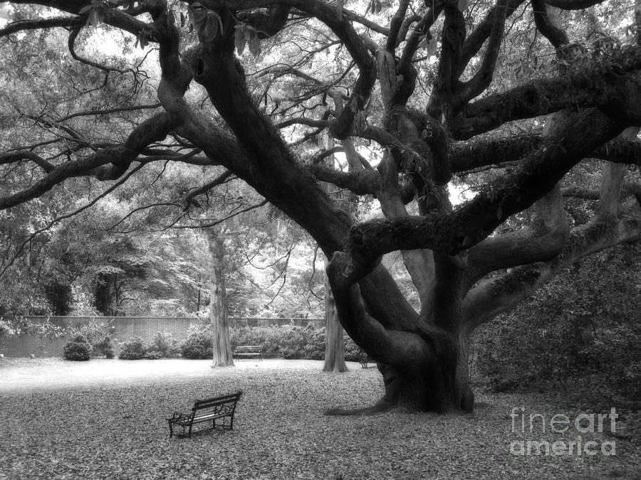 Angel Oak Tree Photograph - Gothic Surreal Black and White South Carolina Angel Oak Trees Park Landscape by Kathy Fornal