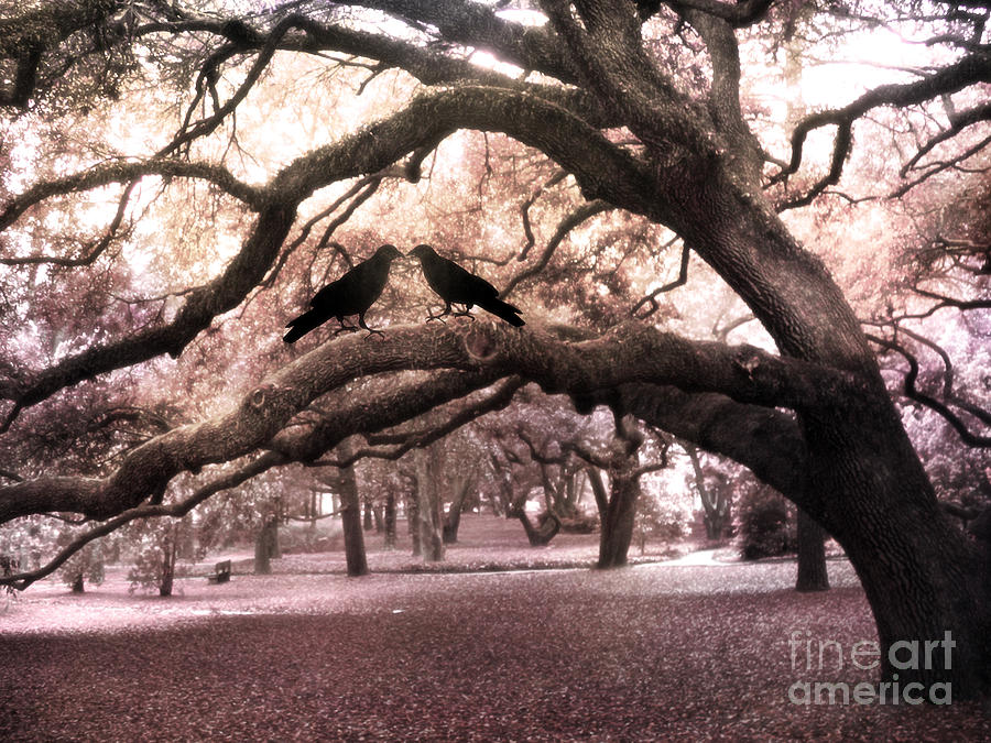 Gothic Surreal Oak Trees and Ravens South Carolina Photograph by Kathy Fornal