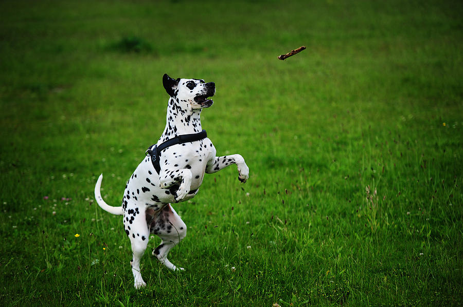 Spring Photograph - Gotta it. Kokkie. Dalmation Dog by Jenny Rainbow