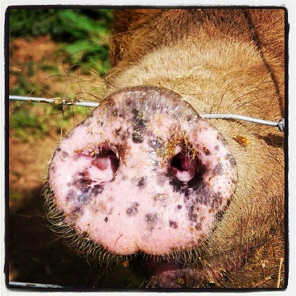 Animal Photograph - Gotta Love A Good Pigs Nose. #cute #pig by Samantha Charity Hall