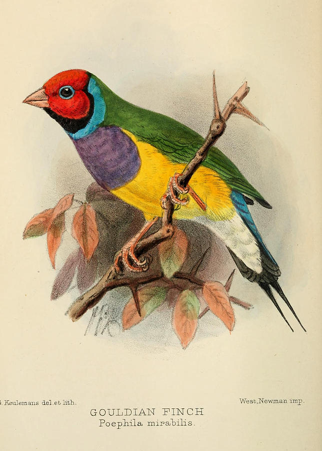 John James Audubon Painting - Gouldian Finch by Dreyer Wildlife Print Collections 