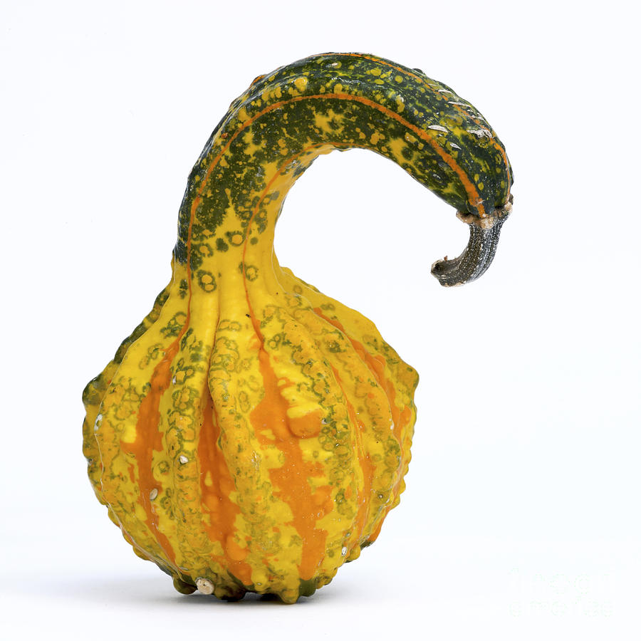 Vegetable Photograph - Gourd by Bernard Jaubert