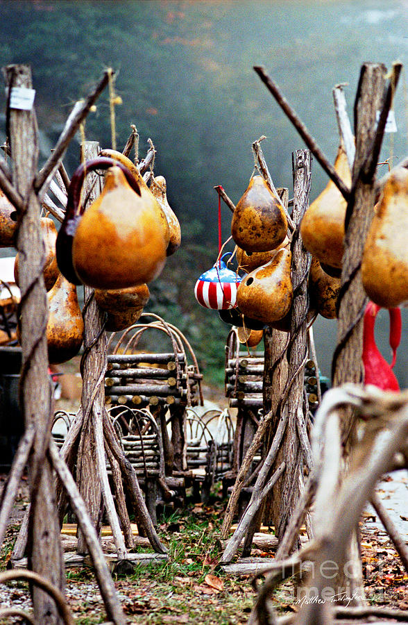 Gourds 2002 Photograph by Matthew Turlington