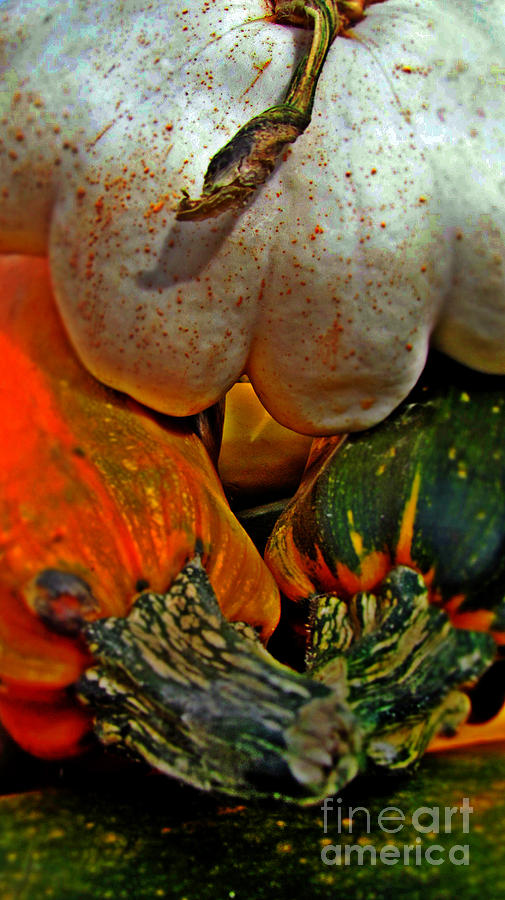Gourds Photograph by Alexa Szlavics