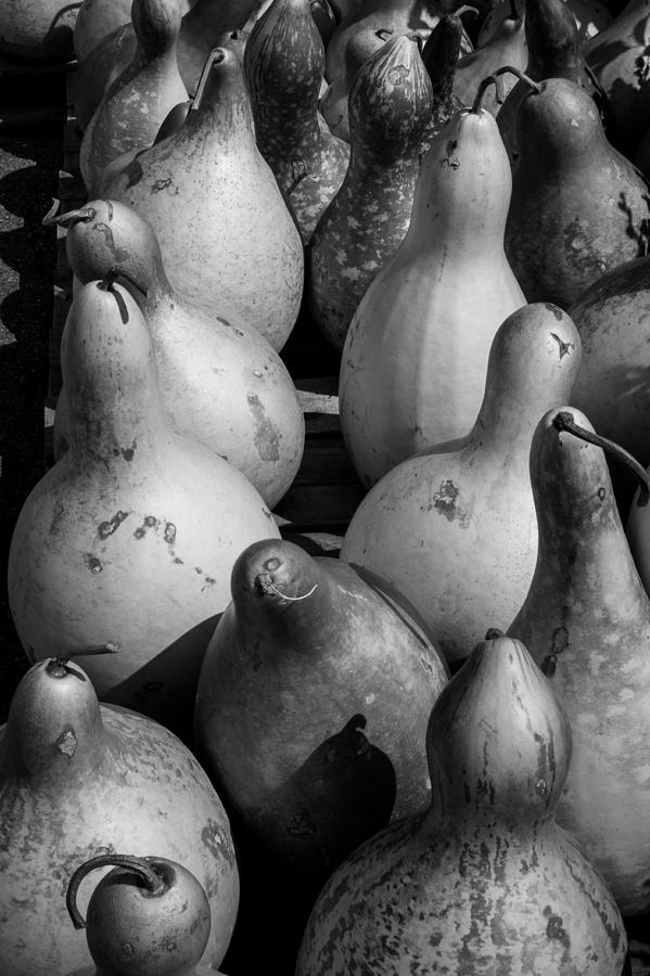 Gourds Photograph by Glenn DiPaola
