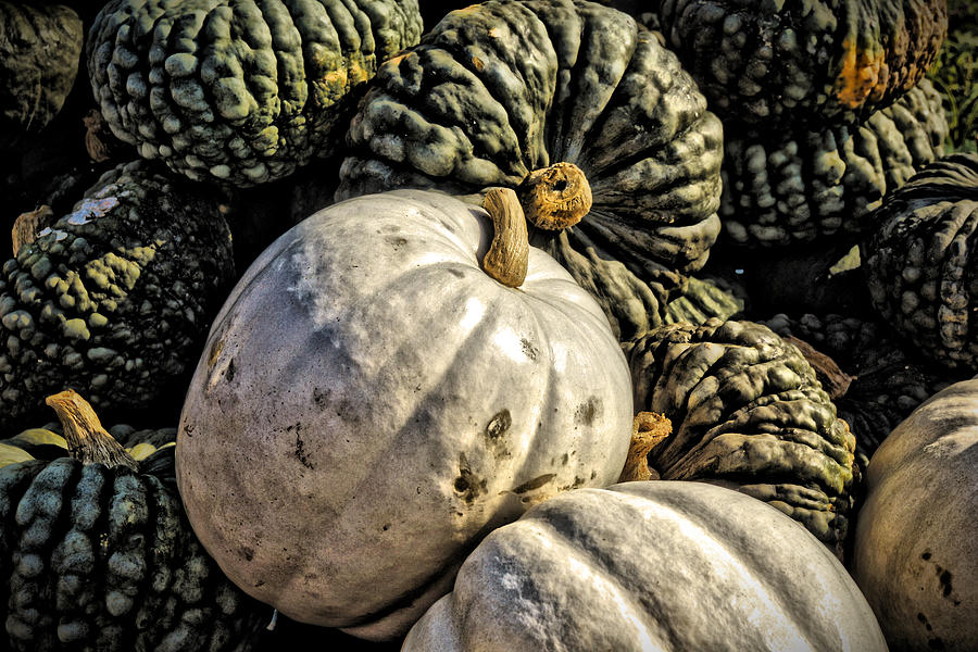 Gourds Photograph by Jean Goodwin Brooks
