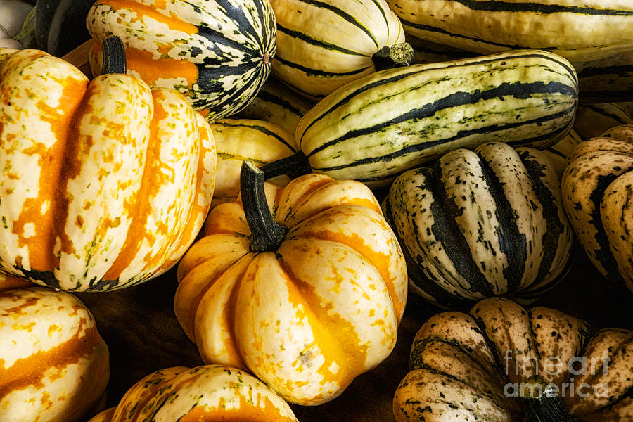Gourds Photograph by Mark Miller
