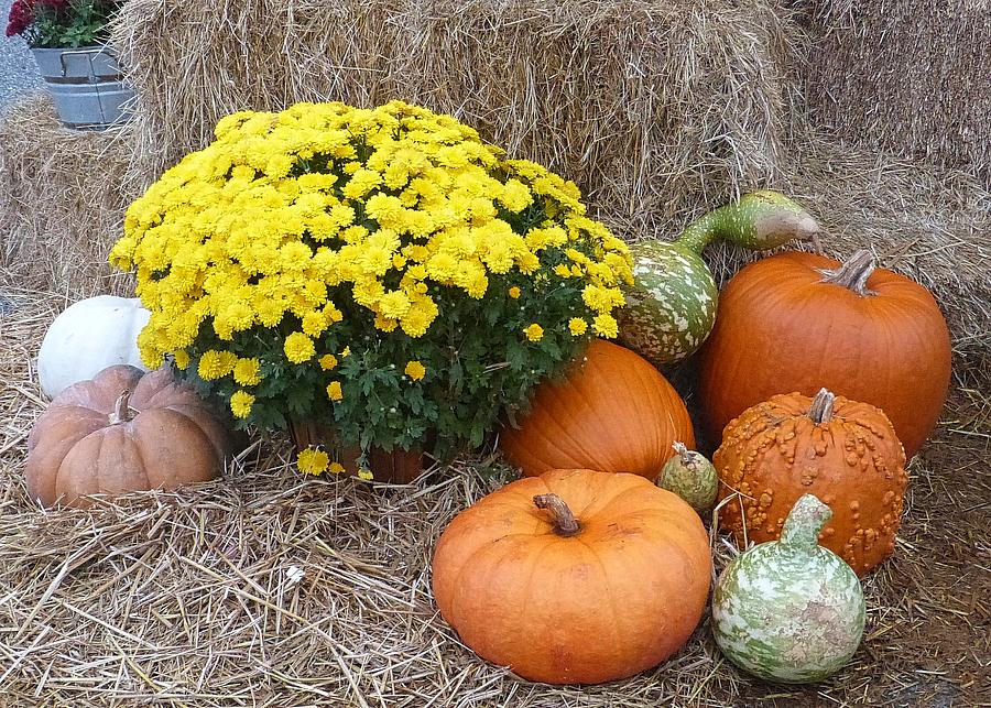Gourds and Mums Photograph by Pete Trenholm