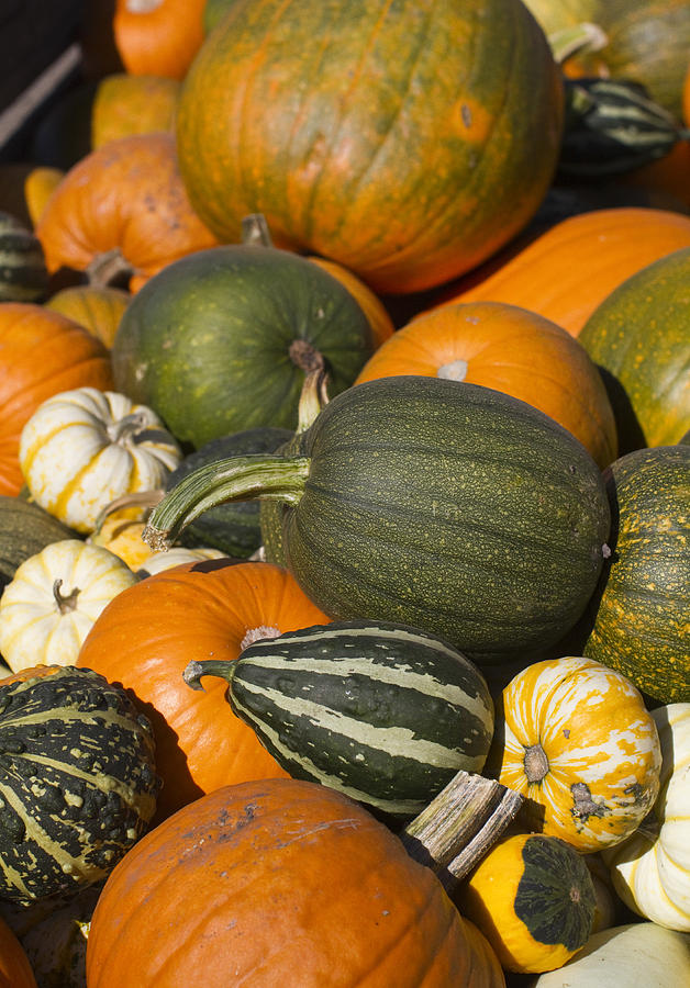 Thanksgiving Photograph - Gourds by Rebecca Cozart