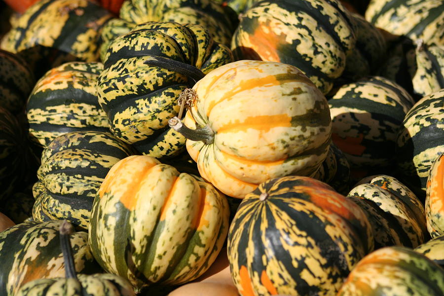 Gourds Photograph by Sharon Blunt - Fine Art America