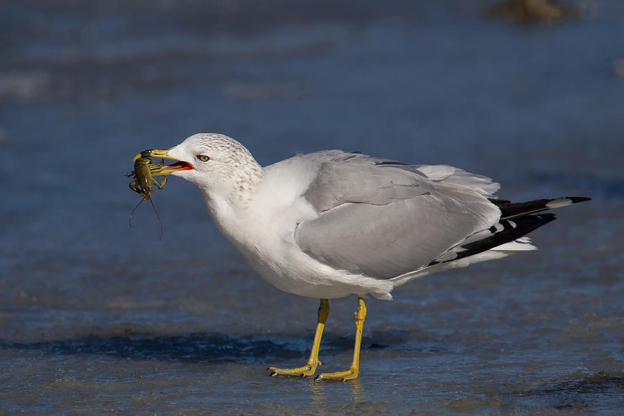 Grabbing A Snack Photograph By Kurt Bowman - Fine Art America